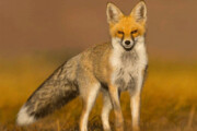 ببینید | تصاویر تحسین‌برانگیز از نجات یک روباه از استخر کشاورزی در پاکدشت