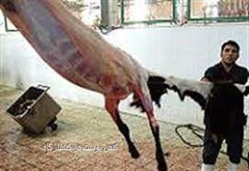 دادستان نور: مشکلات کشتارگاه نیمه صنعتی نور رفع می‌شود