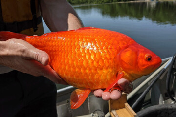 ماهی‌های قرمز چه مخاطراتی برای گونه‌های بومی دارند؟