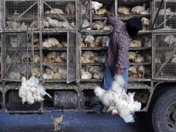 توقیف کامیون‌های حامل مرغ زنده قاچاق در قزوین
