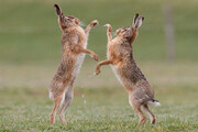 ببینید | شکار لحظه نادر دعوای جالب دو خرگوش در حیات‌وحش طارم!