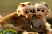 اینفوگرافیک | از آبله میمون چه می‎‌دانیم؟