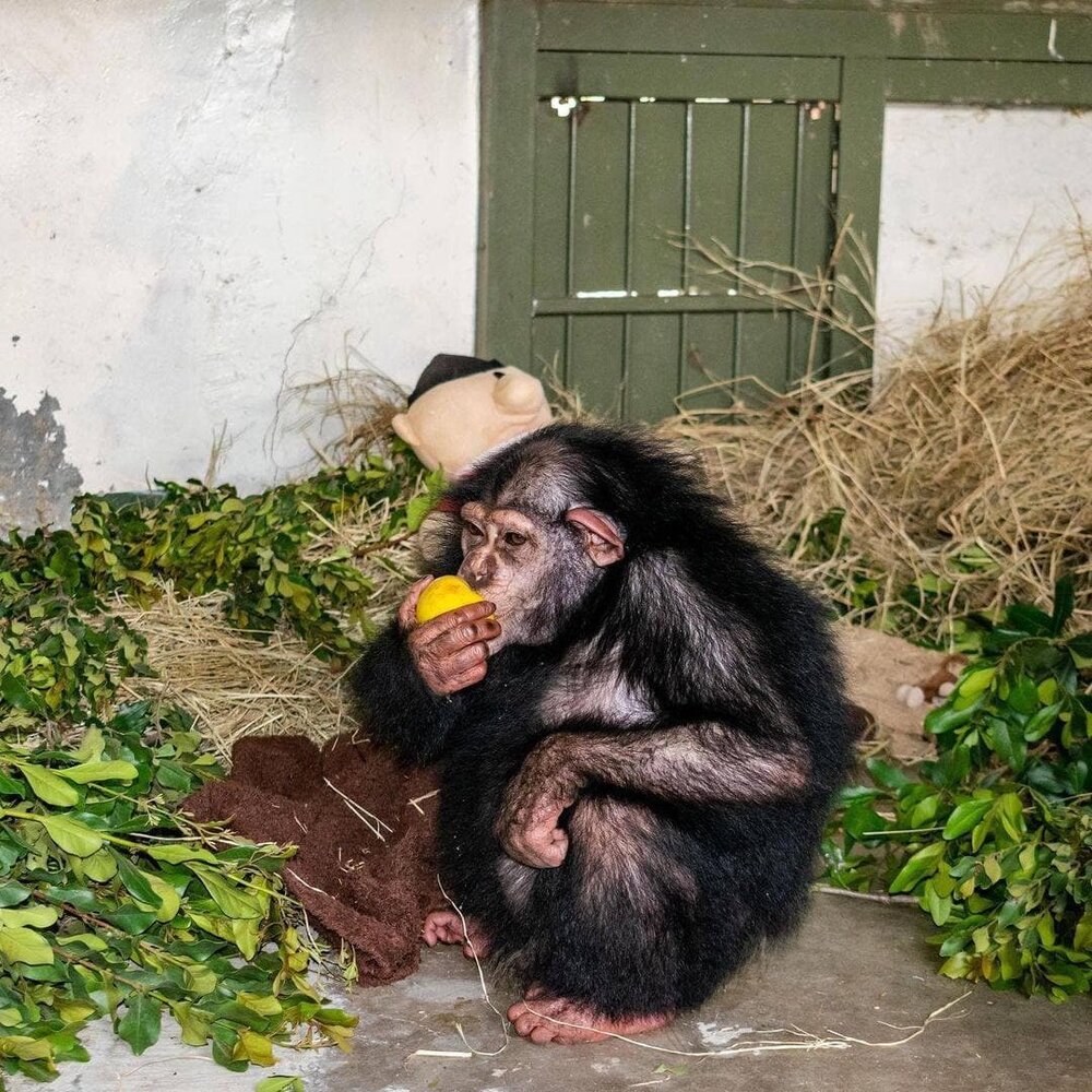بچه شامپانزه ایرانی که در کنیا عاقبت به خیر شد