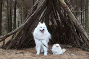 ببینید | بازی خنده‌دار و تماشایی یک سگ و گربه سفیدرنگ و زیبا در میان برف!