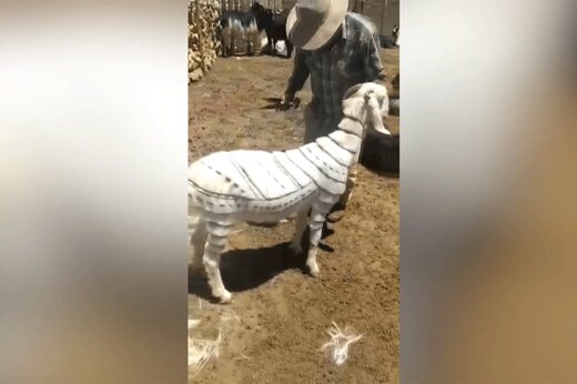 ببینید | رونمایی از مدل موی بسیار جالب و خبرساز یک بز در ترکیه