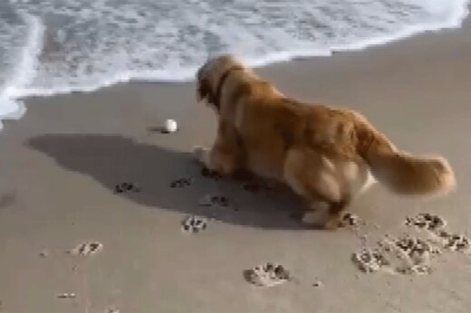 ببینید | تلاش جالب و تحسین‌برانگیز یک سگ برای پس گرفتن توپش از دریا