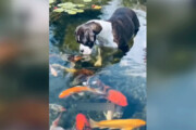 ببینید | قاب دیدنی از لحظه بوسیدن یک سگ توسط ماهی‌ها!