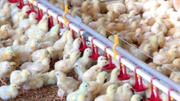 افزایش جوجه‌ریزی در مرغداری‌های قزوین
