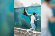 ببینید | شعبده‌بازی یک جوان با شیردریایی در باغ وحش!