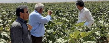رشد ۴برابری کشت آفتابگردان آجیلی در اراضی کشاورزی قزوین