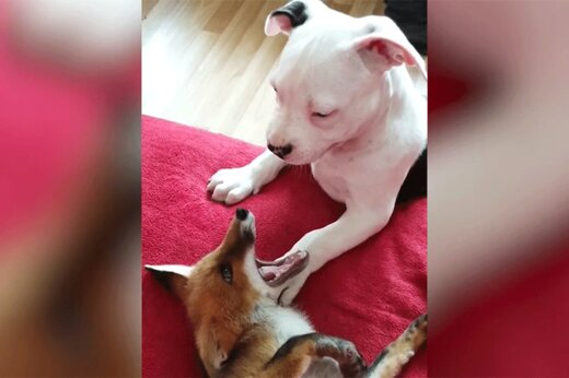 ببینید | قابی از عجیب‌ترین رفاقت جهان؛ دوستی جنجالی سگ و روباه قرمز!