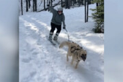 ببینید | مسابقه هیجان‌انگیز و جالب سگ با یک اسکی‌باز!