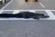 ببینید | توقف خودروها به دلیل عبور یک تمساح از خیابانی در کارولینای جنوبی