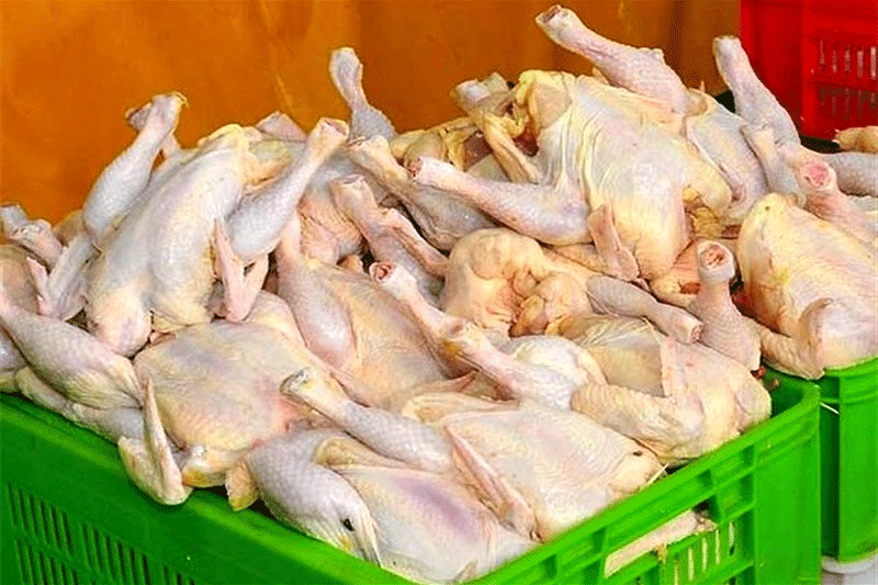 دامپزشکی: مرغ‌های ایرانی تریاکی نیستند