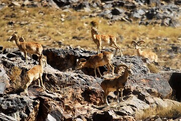 کنترل بیماری‌های واگیردار حیات وحش در چهارمحال و بختیاری