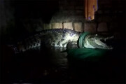 ببینید | مهمان ناخوانده ۱۰ متری؛ شکار تمساح غول‌پیکر در حیاط!