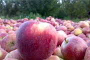 سیب را از کشاورز ۵۰۰ تومان می‌خرند/قیمت‌ها نجومی میوه نصیب چه کسانی می‌شود؟