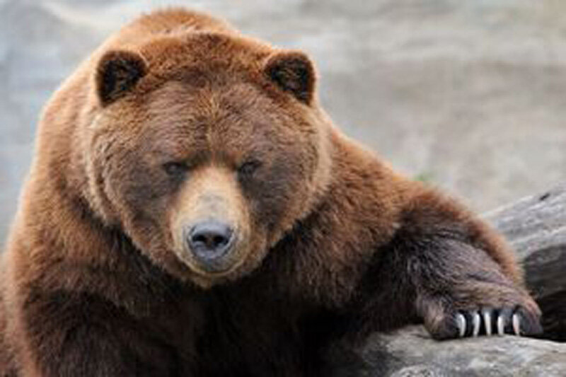 تایید کشته شدن خرس قهوه‌ای در فیروزکوه که از فاصله نزدیک به آن شلیک شد