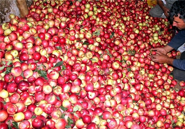 سیب را از کشاورز ۵۰۰ تومان می‌خرند/قیمت‌ها نجومی میوه نصیب چه کسانی می‌شود؟ 