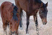 ببینید | جنگ و درگیری دو اسب‌ برای به دست آوردن عشق خود