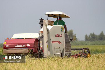تصاویر | برداشت برنج از شالیزارهای مازندران
