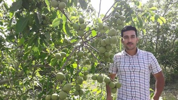 ما رکوردار تولید نهال گردو پیوندی هستیم ! نقشه گنج شما اینجاست !