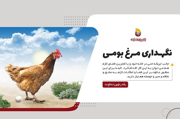 آموزش نگهداری و پرورش مرغ بومی و تخمگذار