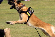 ببینید | اقدام شگفت‌انگیز سگ بازنشسته پلیس و جلوگیری از یک فاجعه!