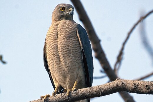 ببینید | گرفتار شدن کبوتر در چنگال یک پیغو 