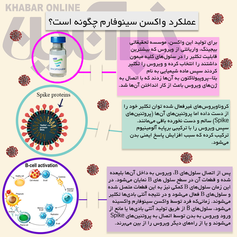 اینفوگرافیک | نحوه عملکرد واکسن سینوفارم چگونه است؟