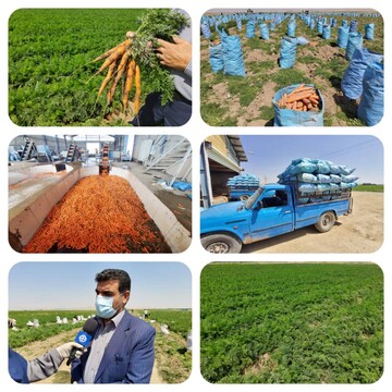 آغاز برداشت هویج از مزارع زیر کشت این محصول در لرستان