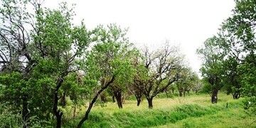 رفع مشکل باغداران سنتی قزوین