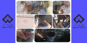 موفقیت پژوهشگران پژوهشکده فناوری جنین دام دانشگاه شهرکرد در انتقال جنین اسب