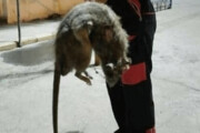 عکس | ماجرای موش عظیم الجثه و خبرساز در بندرعباس