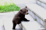 ببینید | حضور یک بچه خرس بازیگوش در مدرسه‌ای در هرمزگان!