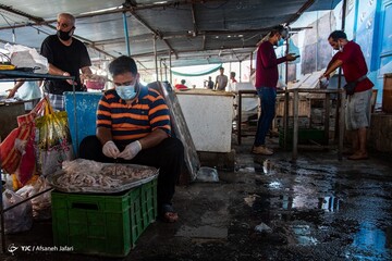 تصاویر | بازار میگو بوشهر