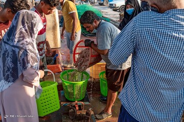 تصاویر | بازار میگو بوشهر