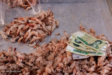 تصاویر | بازار میگو بوشهر