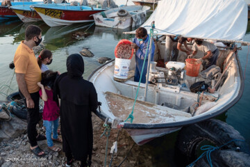 تصاویر | گشتی در بازار میگو بوشهر