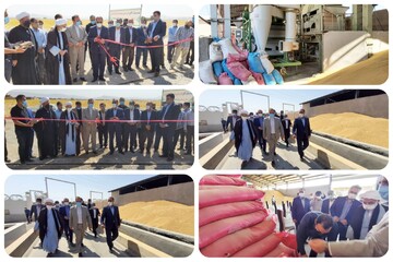 تولید ۴۵ درصد گندم بذری استان در کوهدشت