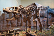 ببینید | حراج اسکلت دایناسور ۶۶ میلیون ساله در پاریس