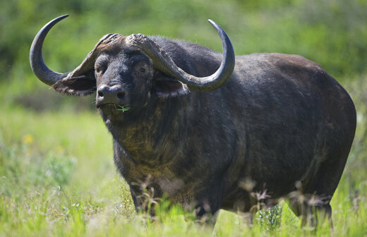 ببینید | تعقیب و گریز جالب یک  گاومیش فراری از کشتارگاه