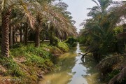 تب تند خوزستان؛ فصل خرماپزان با دمای بیش از ۵۰ درجه آغاز شد