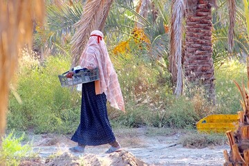 اظهار تاسف رییس انجمن خرما/ هر نخل ایرانی را چند به قطر فروختند؟