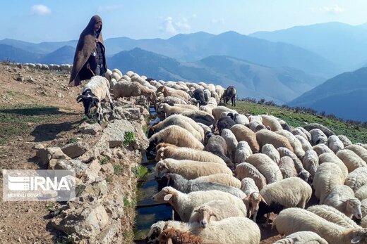 کوچ روایت دلبستگی انسان و طبیعت