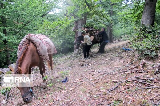 کوچ روایت دلبستگی انسان و طبیعت