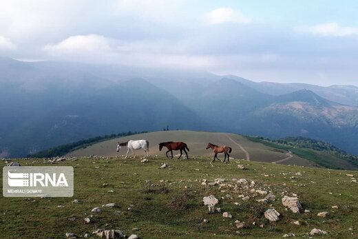 کوچ روایت دلبستگی انسان و طبیعت