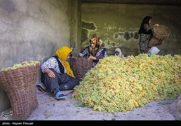 کشمش گیری سنتی بولاو در دولاب- کردستان