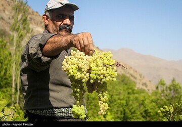 کشمش گیری سنتی بولاو در دولاب- کردستان