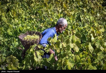 کشمش گیری سنتی بولاو در دولاب- کردستان